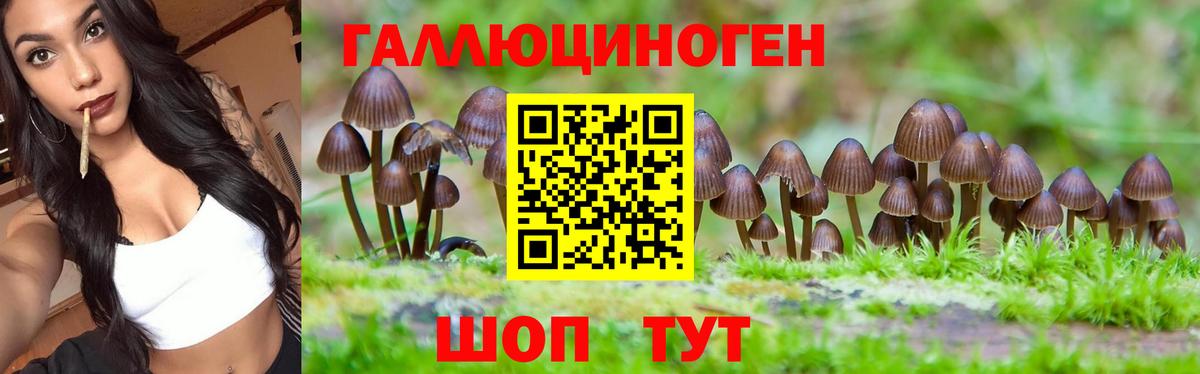 Псилоцибиновые грибы Psilocybine cubensis Ялта